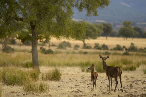 Iberian red deer