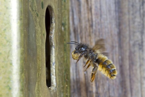 Red red mason bee