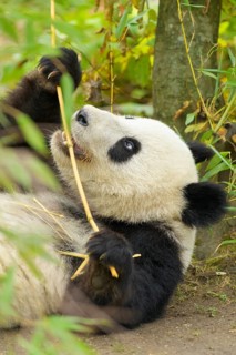 Giant Panda