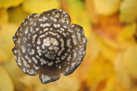 Mushroom cap of coprinopsis picacea