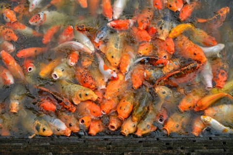 Koi carp