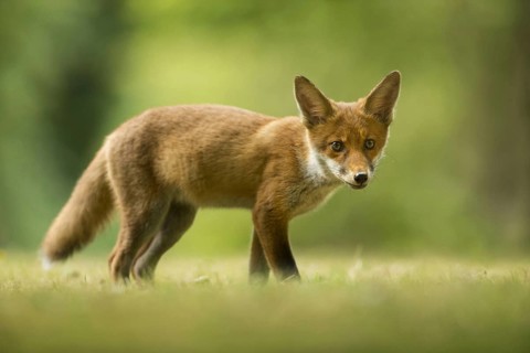 European Red Fox