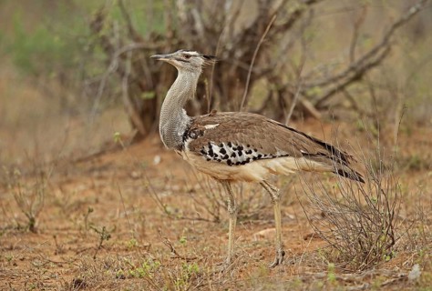 Kori bustard