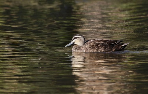 Pacific black duck