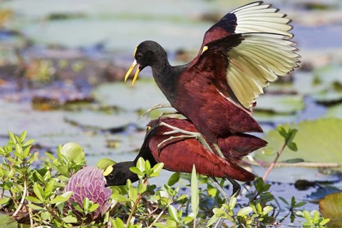 Northern Jacana
