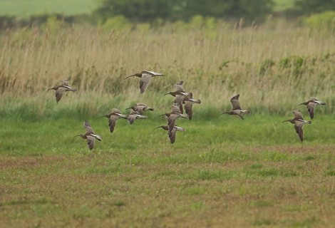 Whimbrel