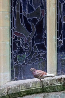 Feral Pigeon