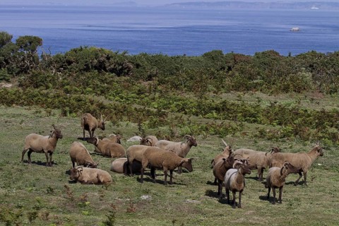 Manx Loaghtan sheep