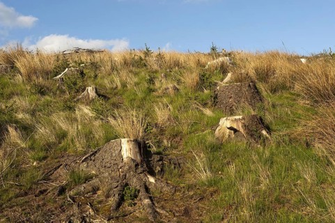 Natural forest regeneration after felling of mature forests