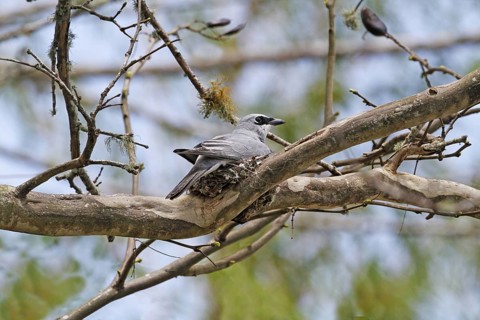 White-bellied Cuckooshrike