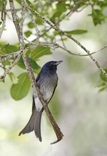 White-bellied Drongo