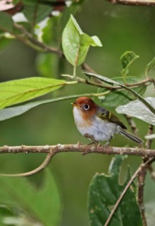 Sunda Warbler