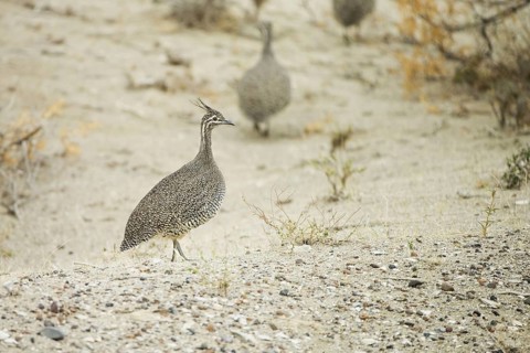 Elegant Crested Tinamou