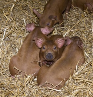 Duroc pig