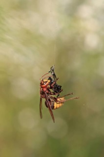 European Hornet
