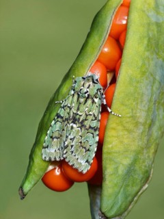 Griposia aprilina