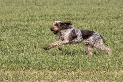 The Spinone Italiano is an Italian dog breed. It is traditionally used for hunting