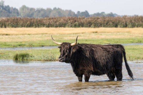 Scottish Highland Cattle