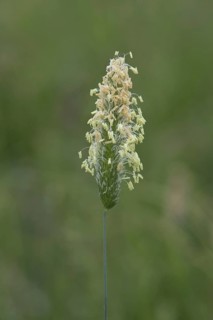 Small cat's-tail