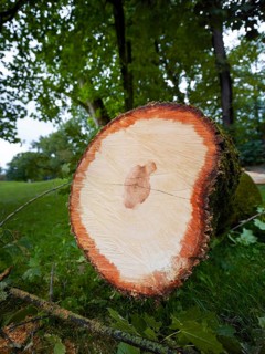 Sawed-off tree