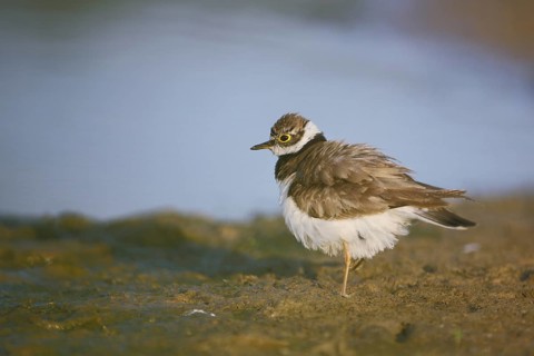 Little Ringed Plover