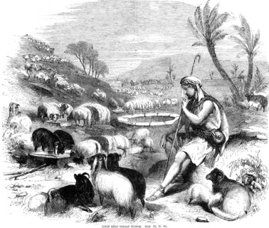 Jacob tending Laban's flock