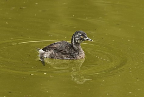 Little Grebe