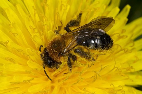 Grey-patched Mining Bee