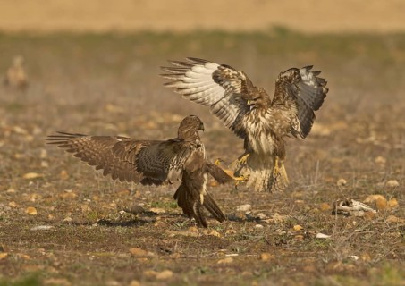 Common Buzzard