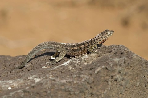 Tropidurus albemarlensis