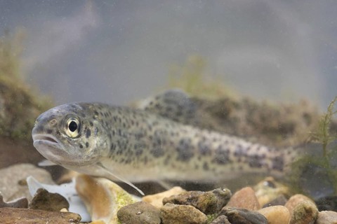 Rainbow Trout