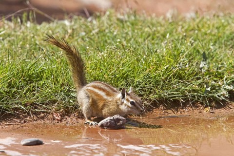Least chipmunk