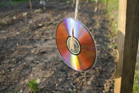 C. D. used as pest protection to scare off birds from crop in garden allotment