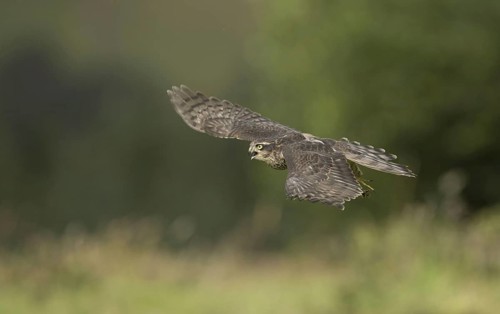 Eurasian eurasian sparrowhawk