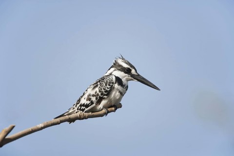 Alcedo rudis