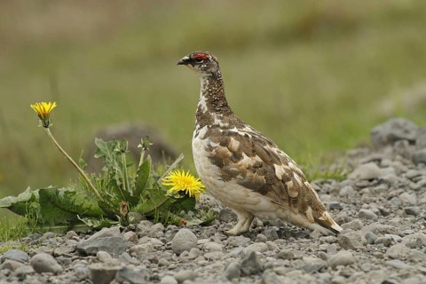Rock ptarmigan