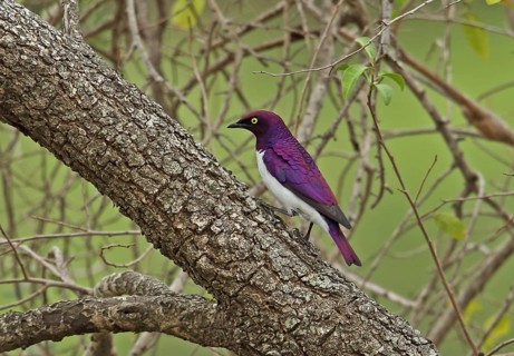 Purple-backed starling