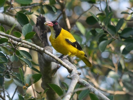 Black-headed Oriole