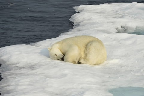 Polar Bear