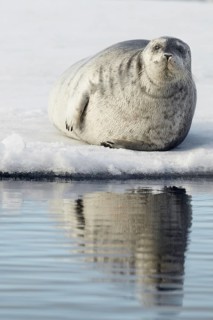 Bearded seals