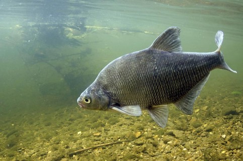 Common Bream