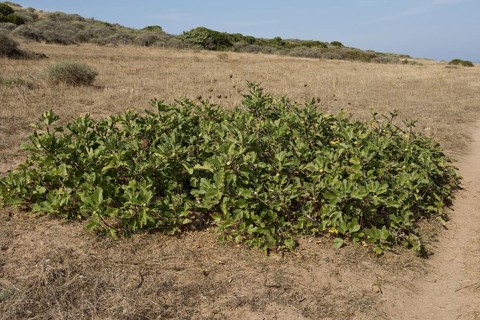Common fig