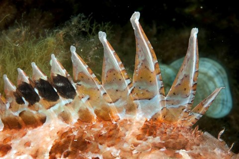 Venomous spine