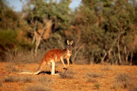 Red kangaroo