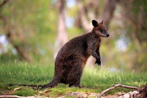 Swamp wallaby