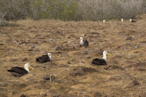 Waved albatrosses nesting on Espanola Island
