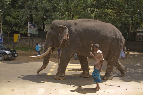 Asian elephant