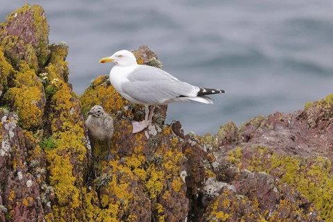 Herring Gull