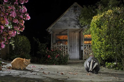 Eurasian Badger
