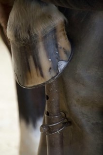 Newly fitted horseshoe